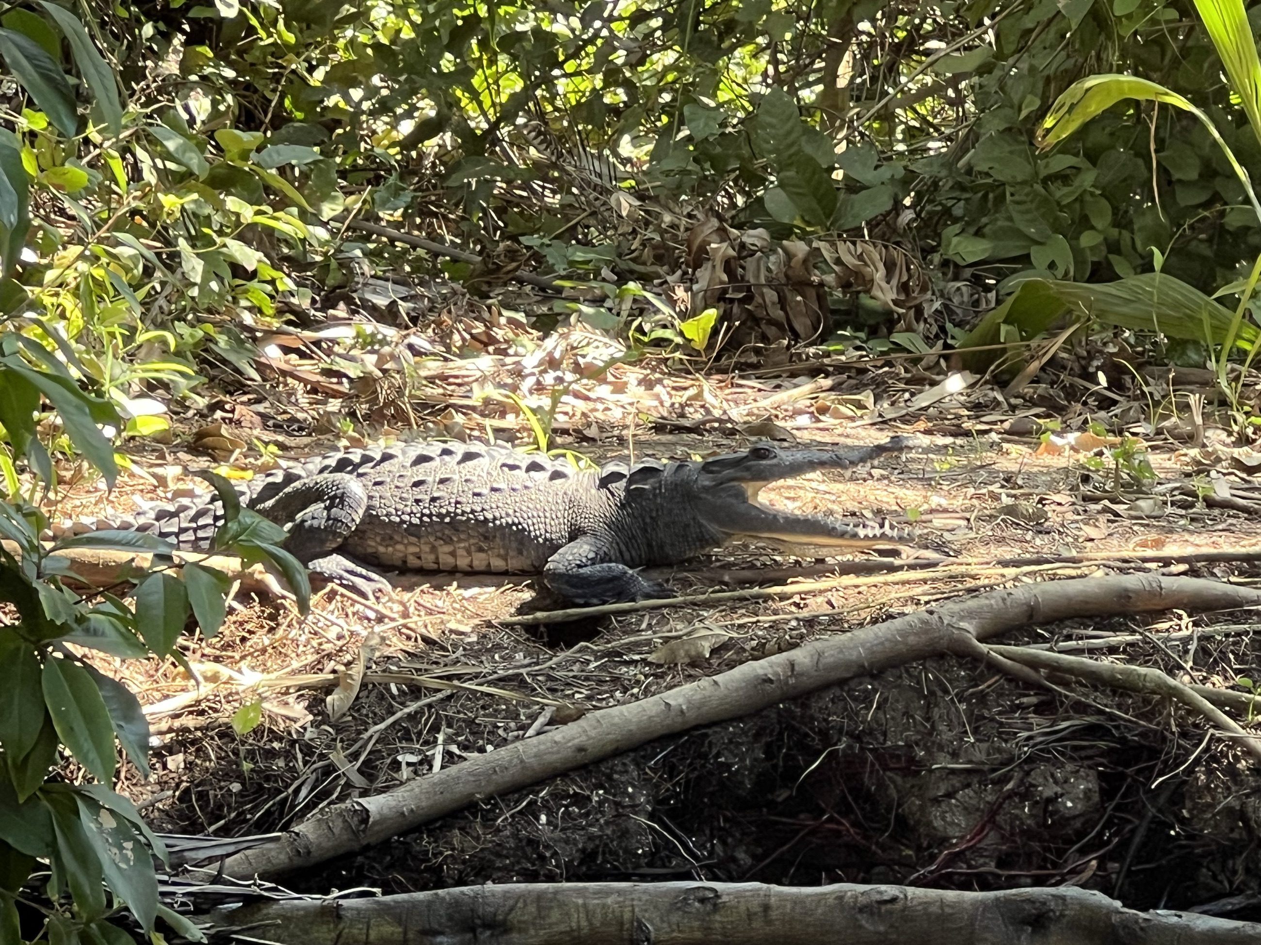 Un cocodrilo descansando en la orilla del manglar