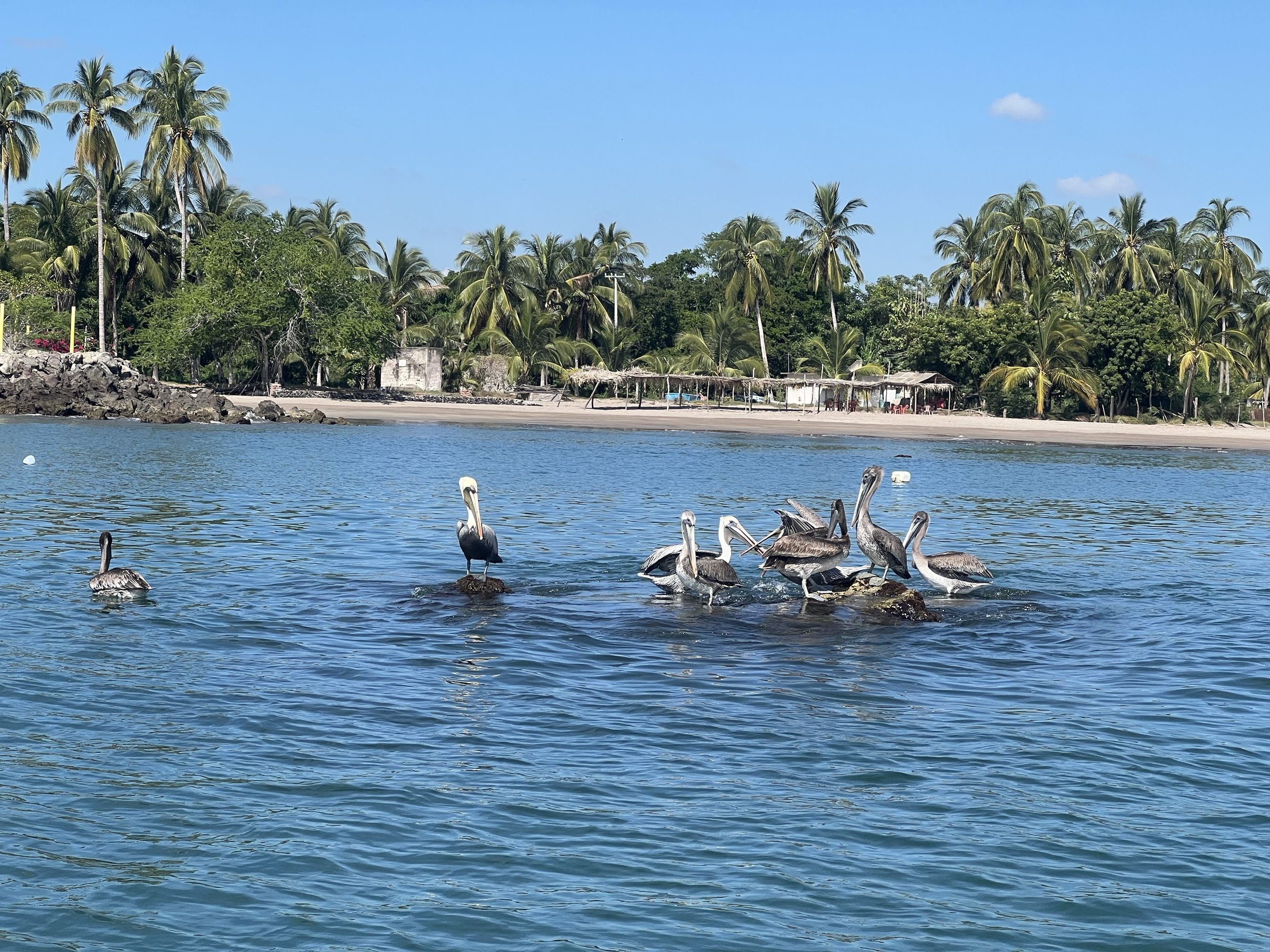 Pelícanos posados en el agua frente a la orilla, con palmeras detrás